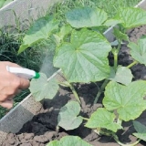 Krastavac marina gaj